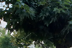 Camping Rio Ferienglück - Wohnwagen- und Zeltstellplatz vom Campingplatz mit Blick auf den Gardasee