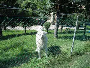 Camping Riva del Setta - Hund auf der Wiese zwischen Bäumen auf dem Campingplatz