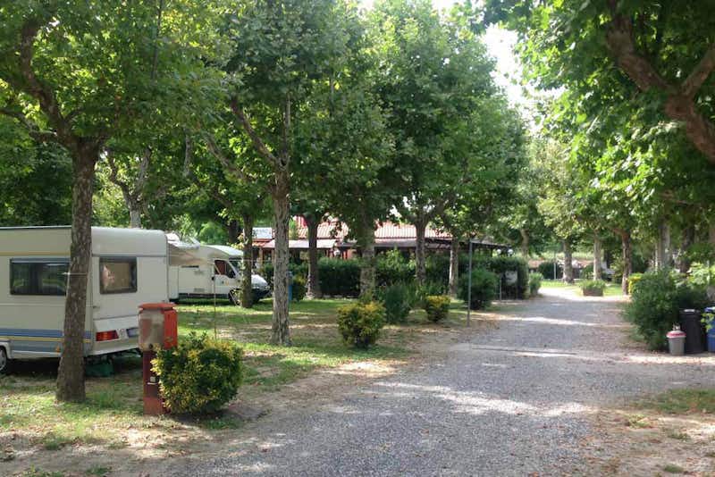 Camping River - Stellplätze unter Bäumen an einem Weg auf dem Campingplatz