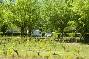 Wohnwagen auf einem Campingplatz im Obstgarten zwischen grünen Bäumen und Weinreben, im Hintergrund weitere Fahrzeuge.