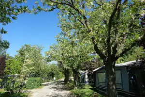 Allee mit Bäumen und Kiesweg, rechts ein Wohnwagen bzw. Mobilheim mit Vorhang, im Hintergrund Hecken und weitere Zelte.
