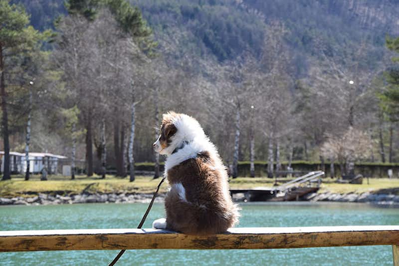 Camping Rosental Rož - Ein Hund, der auf das Wasser schaut. 