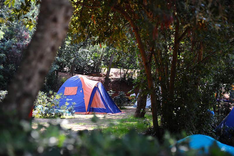 Camping Rosselba le Palme - Ein Zelt unter Bäumen auf dem Stellplatz
