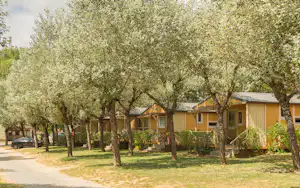 Reihe gelber Bungalows am Campingplatz, davor ein Weg und Olivenbäume im Garten.