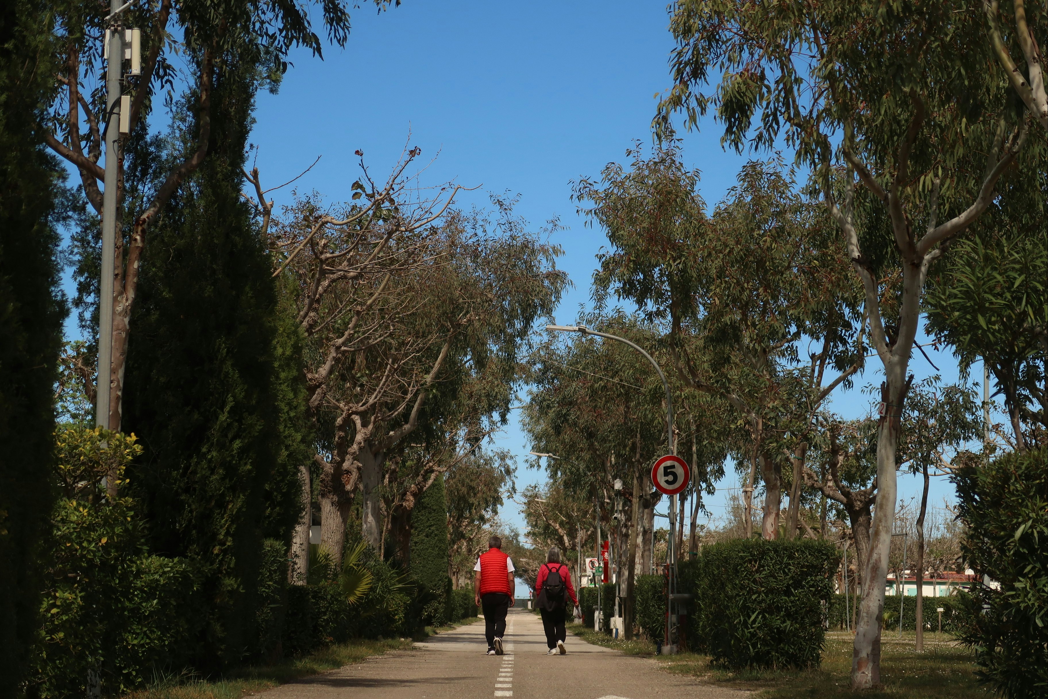 Weg in einer Campinganlage mit Allee aus Bäumen, grünen Hecken und blauem Himmel, zwei Personen gehen am Rand.