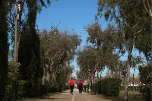 Weg in einer Campinganlage mit Allee aus Bäumen, grünen Hecken und blauem Himmel, zwei Personen gehen am Rand.