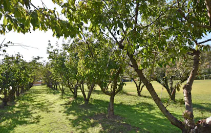 Camping Sagone