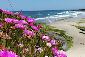 Violette und weiße Blumen vor dem Meer, Sandstrand mit Wellen und Felsen am Ufer.