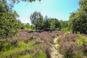 Camping Scholtenhagen - Malerische Natur in der Umgebung des Campingplatzes