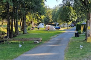Campingplatz Sensweiler-Mühle - Hühner auf dem Campingplatz