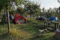 Camping Sibiu Ananas -  Campingbereich für Zelte und Wohnwagen im Schatten der Bäume