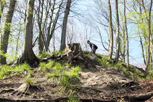 Waldweg im Campingbereich mit Wurzeln und Gras am Boden, Bäume und ein Wanderer im Hintergrund.