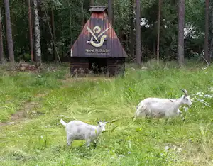 Zwei Ziegen auf einer grünen Wiese vor einer kleinen Holz-Hütte im Wald.