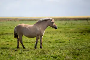 Camping Sønderho Ny - Pferd auf Wiese