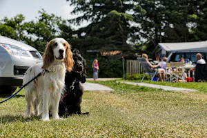 Camping Søndervig - Hunde auf dem Wohnwagen- und Zeltstellplatz vom Campingplatz