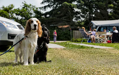 Søndervig Camping & Stellplatz