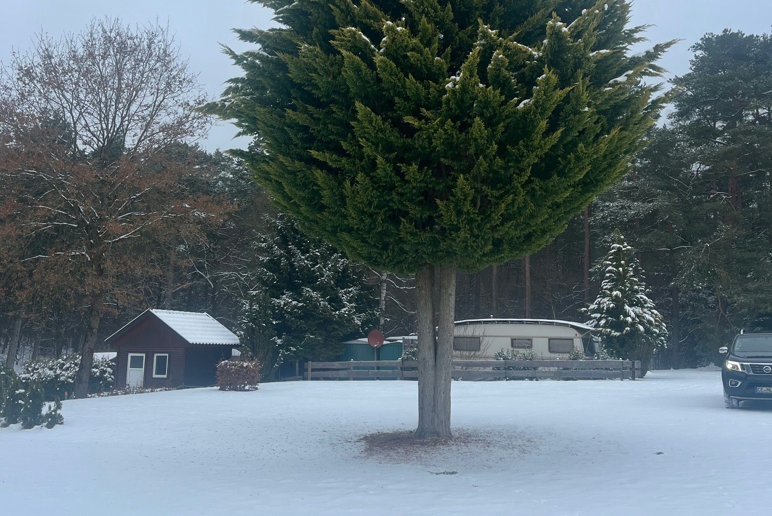 Großer Tannenbaum auf verschneitem Campingplatz, im Hintergrund Gebäude und ein geparktes Auto.