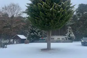 Großer Tannenbaum auf verschneitem Campingplatz, im Hintergrund Gebäude und ein geparktes Auto.