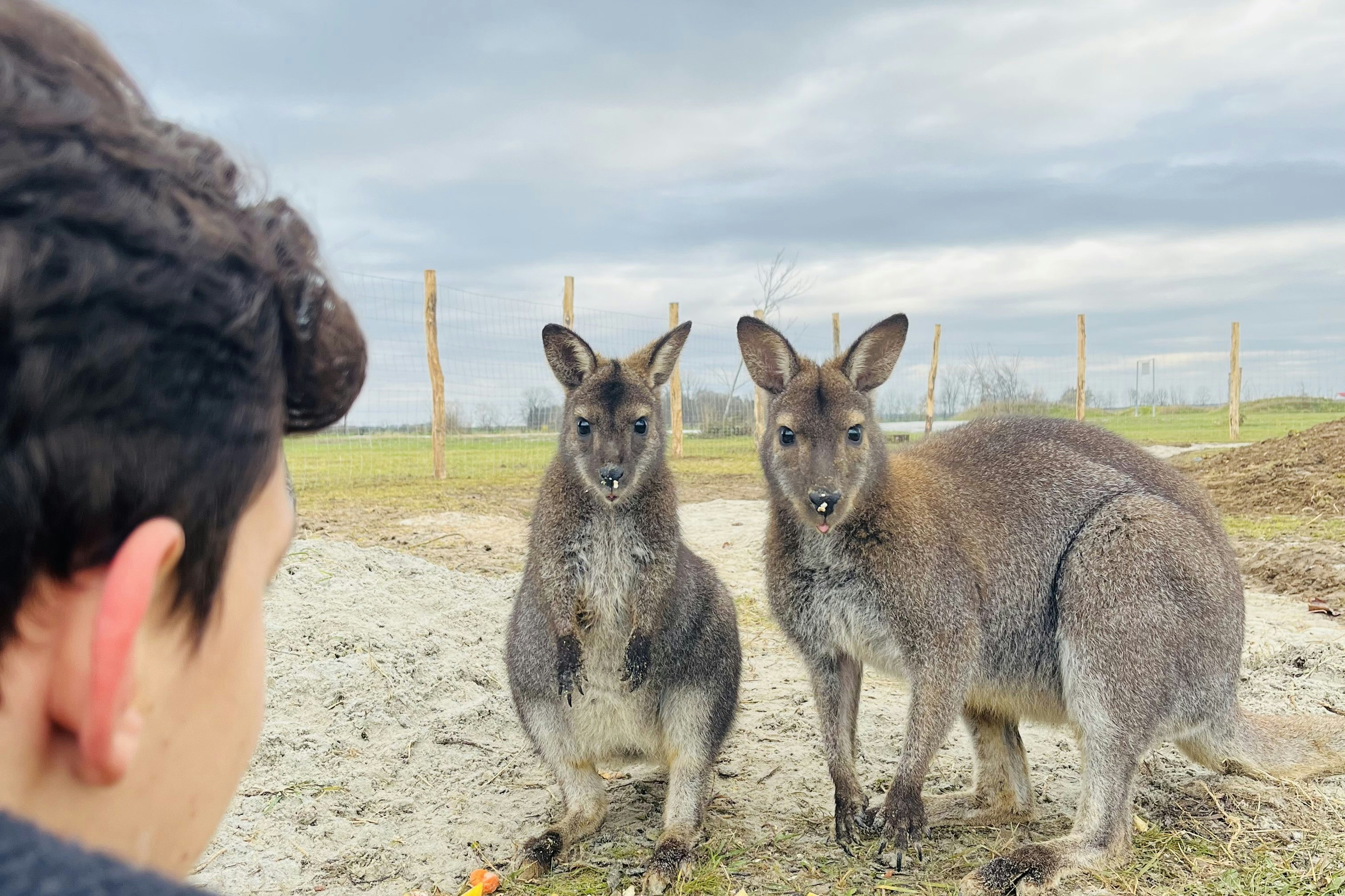 Camping Sonnenland - Kängurus im Streichelzoo