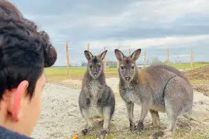 Camping Sonnenland - Kängurus im Streichelzoo