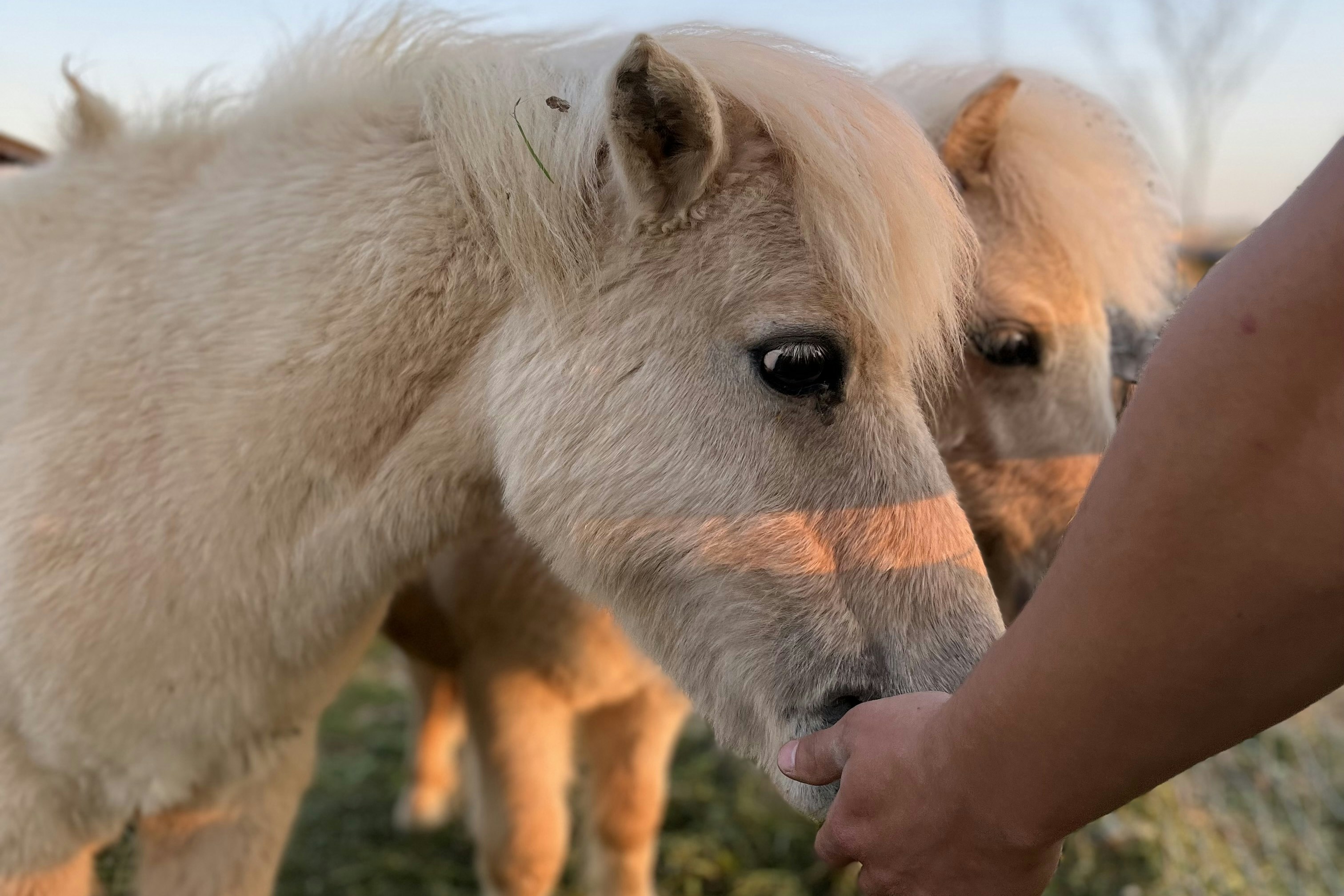 Camping Sonnenland - Ponys im Streichelzoo
