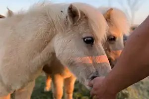 Camping Sonnenland - Ponys im Streichelzoo