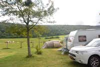 Camping Sous Doriat  -  Wohnwagen- und Zeltstellplatz vom Campingplatz auf einer Wiese mit Blick auf eine Kuhweide