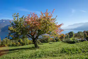 Großer Baum auf einer grünen Campingwiese mit Blick auf den See und die Berge im Hintergrund.