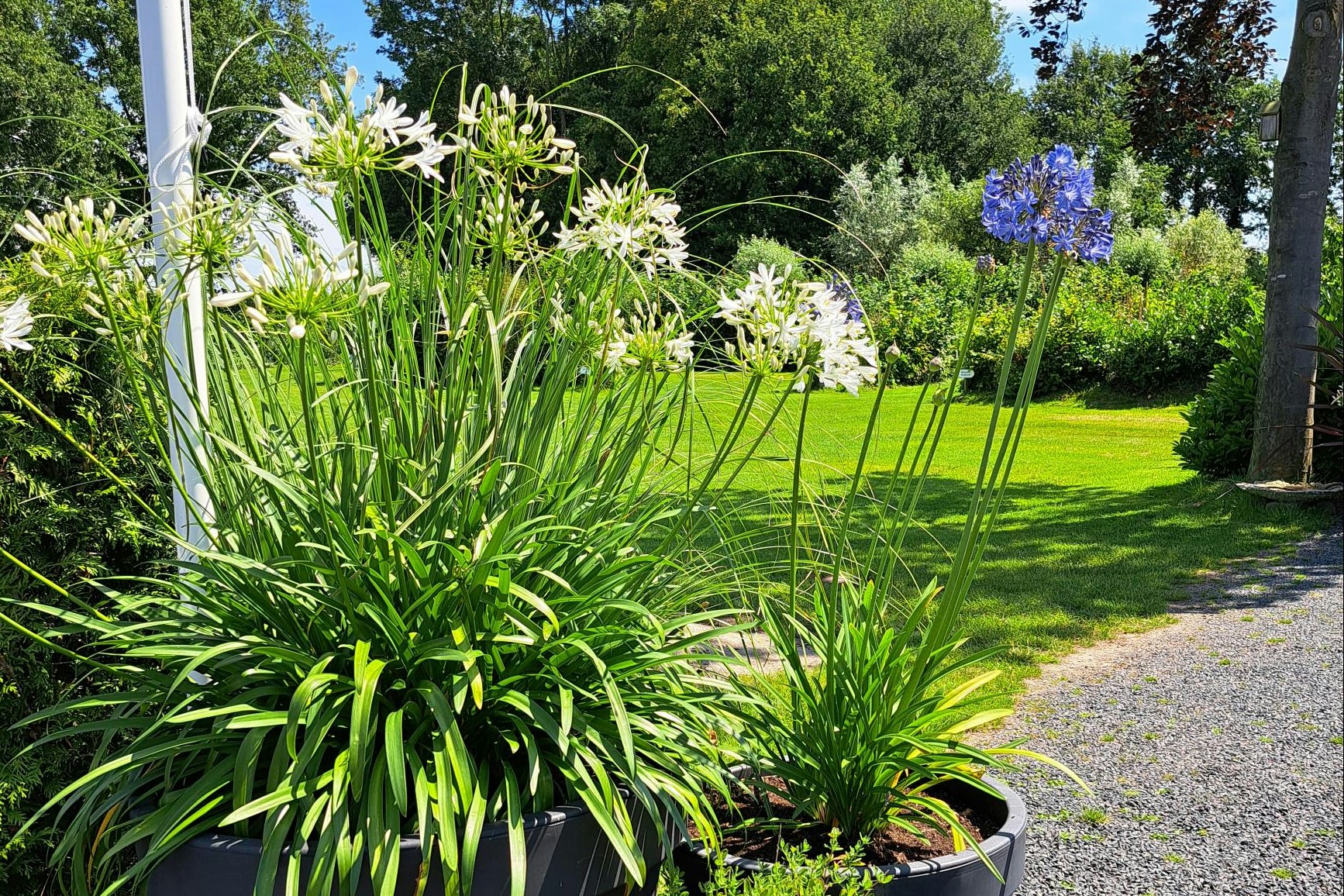 Camping 't Eikenbos - Blumen auf dem Campingplatz