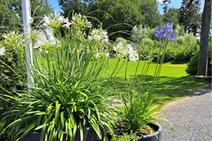 Camping 't Eikenbos - Blumen auf dem Campingplatz