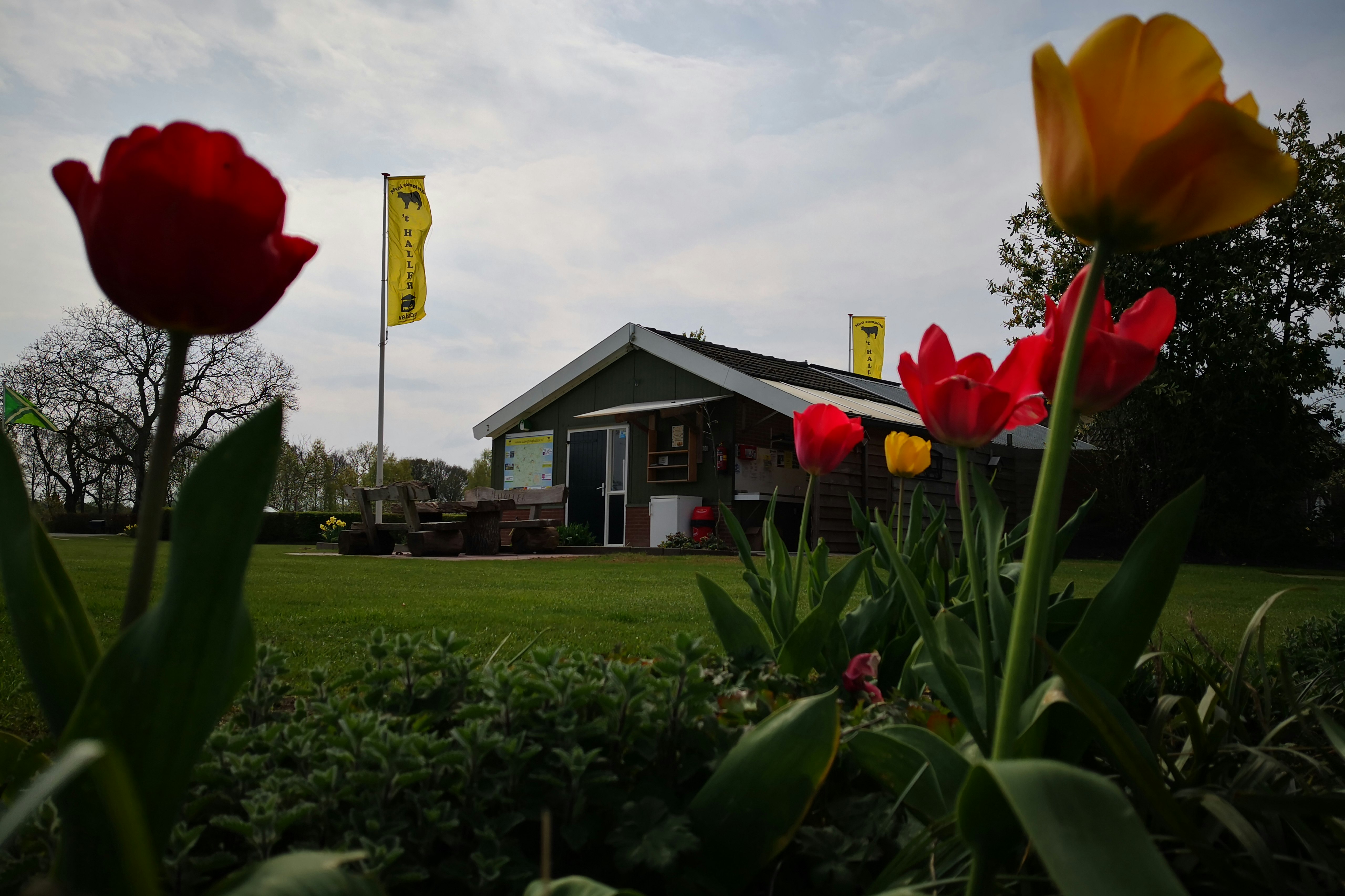 Camping 't Haller - Blick auf den Campingplatz im Grünen