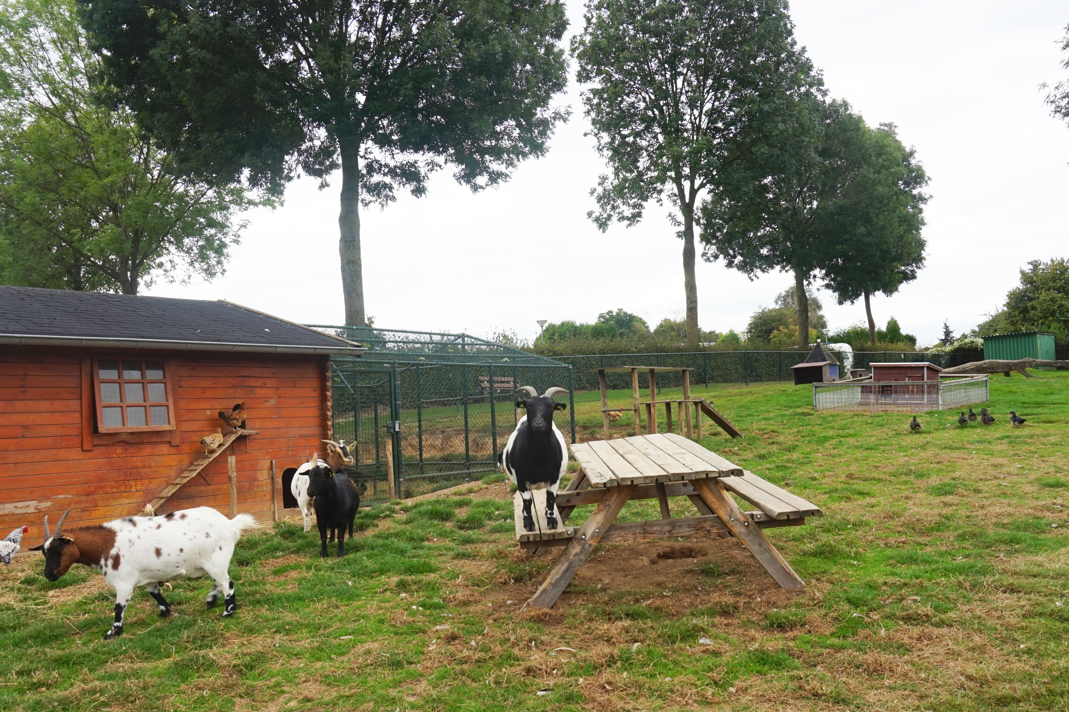 Camping tHemelke - Streichelzoo.jpg