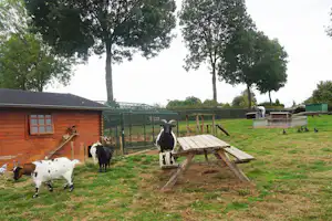 Tiergehege auf dem Campingplatz: Ziegen und ein Pferd auf der Wiese, Holzunterstand und Zaun im Hintergrund.