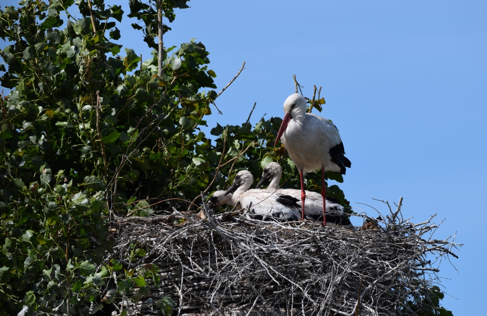Camping 't Oudewillemsveldt