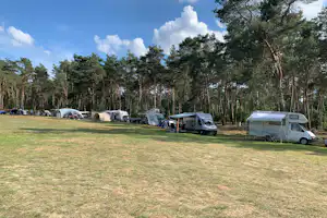 Campingplatz im Wald: mehrere Zelte und Wohnmobile auf einer Wiese, umgeben von hohen Kiefern und blauem Himmel.