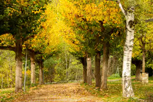 Herbstlicher Wald mit gelben Bäumen, Grasfläche und einem schmalen Weg auf dem Campingplatz.