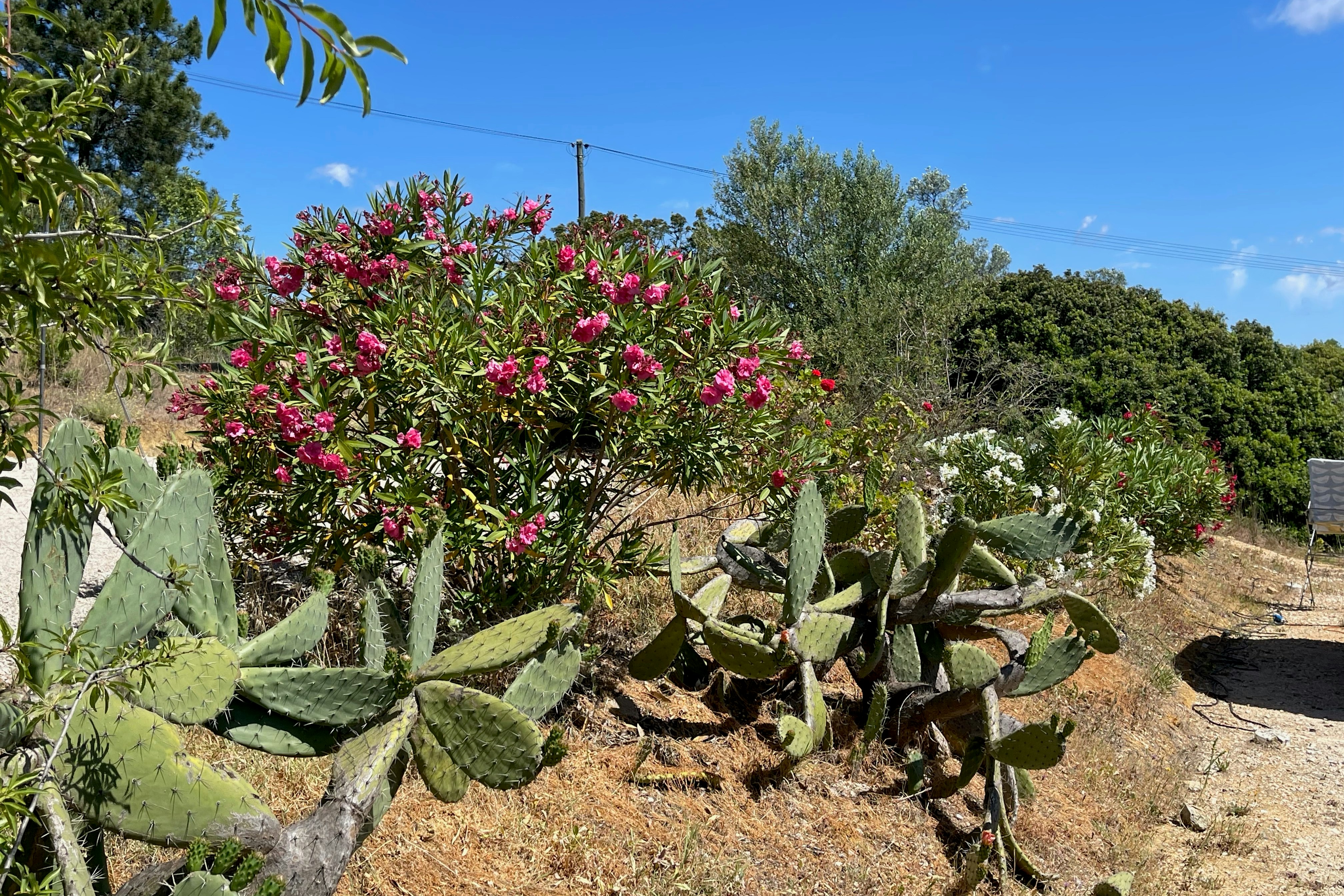 Camping The Lemon Tree Villa - Blick in die Natur in der Umgebung des Campingplatzes