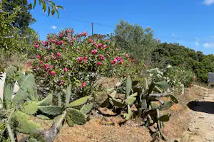 Camping The Lemon Tree Villa - Blick in die Natur in der Umgebung des Campingplatzes