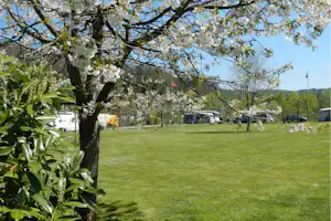 Blühende Bäume mit weißen Blüten über einer grünen Campingwiese, im Hintergrund Wohnwagen und Zelte.