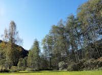 Camping Trun - Der Erlenwald in der Nähe des Campingplatzes