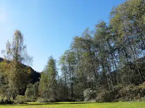 Camping Trun - Der Erlenwald in der Nähe des Campingplatzes