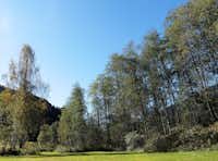 Camping Trun - Der Erlenwald in der Nähe des Campingplatzes