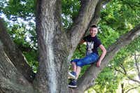 Camping Twittezand  - Kind auf einem Baum vom Campingplatz