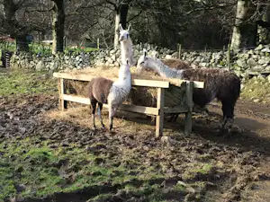 Zwei Alpakas stehen an einer Holzbank im Campingbereich, im Hintergrund ein Steinzaun und Bäume.