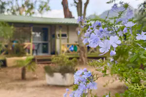 Blühende lila Blüten im Vordergrund vor einem Holzbungalow mit Veranda und Sitzbereich im Campinggelände.