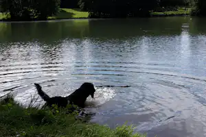 Camping und Erholungspark Nord-Elm - Camping mit Hunden