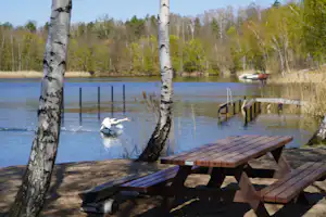 Ferienresort Bergwitzsee - Schwan auf dem See vom Campingplatz und Picknicktisch zwischen Bäumen