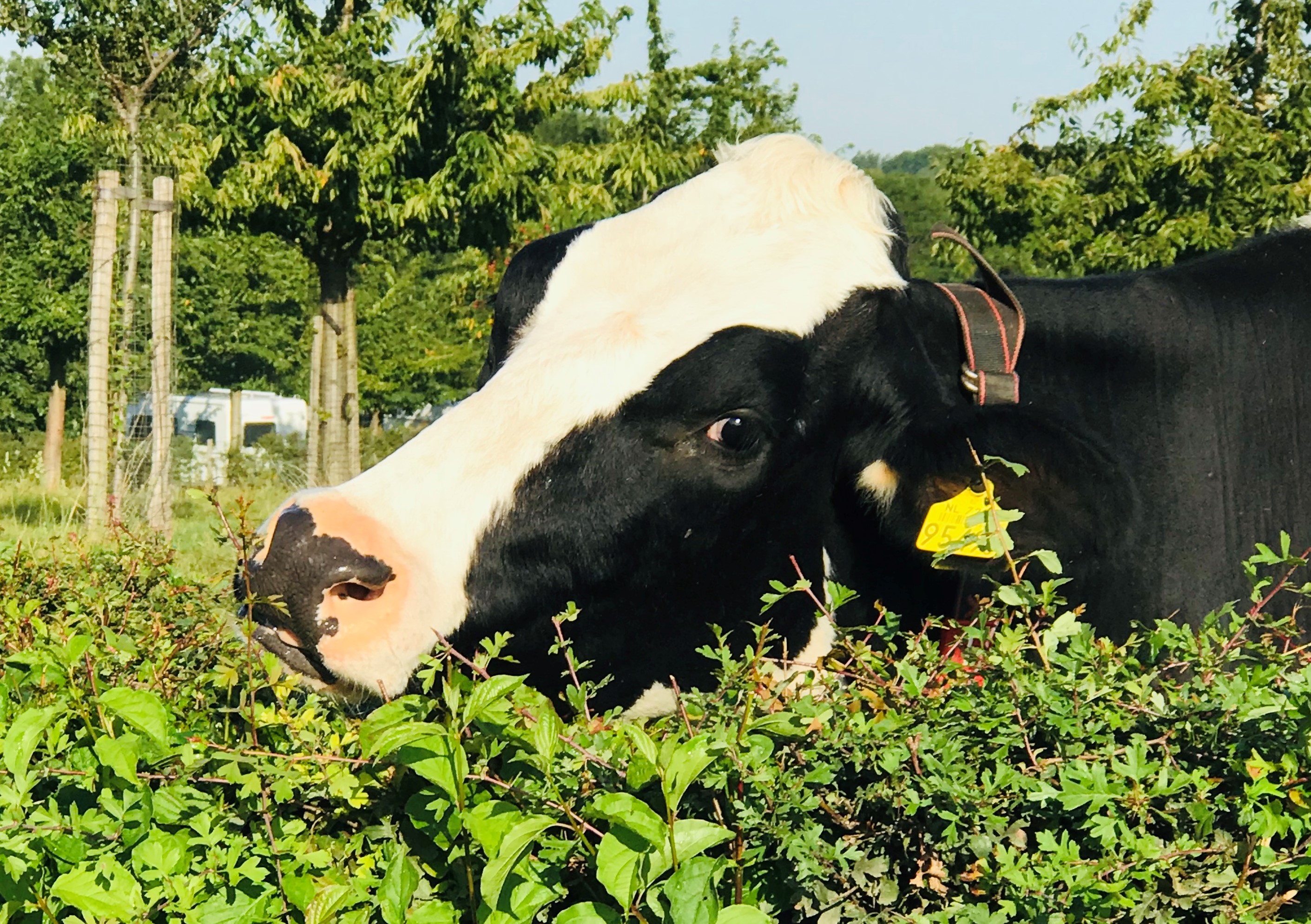 Camping Landgoed Moerslag