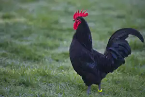 Ein schwarzer Hahn mit rotem Kamm steht auf einer grünen Graswiese.