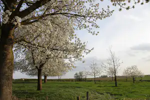 Grüne Wiese mit Obstbäumen im Frühling, ein großer Baum im Vordergrund und weitere Bäume am Rand des Feldes.